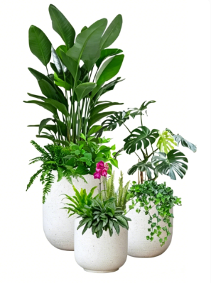 奉化花卉租摆定制-北仑花卉租赁展示-余姚绿植租摆行业-宁波绿植租摆网站